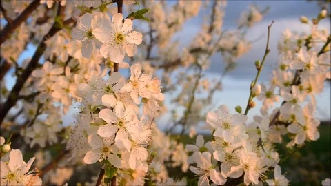 Floweing tree Stock Footage 125634254