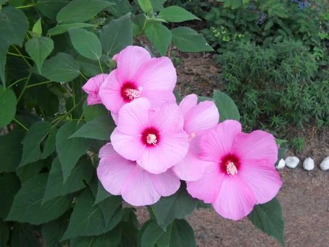 Flower 003 스톡 사진