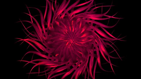 Flower 003 vj loop 4K with alpha Stock Footage 34506920