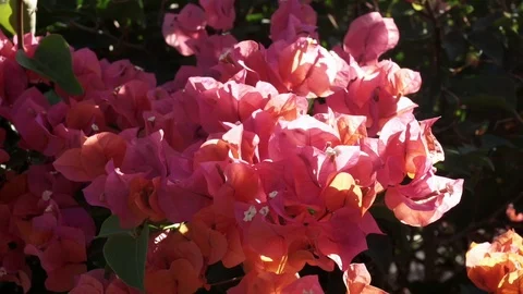 Flower 01 Stock Footage 105393206