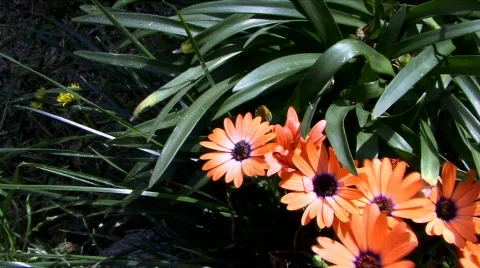 Flower-03 Stock Footage 69807