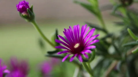 Flower 05 Stock Footage 795938