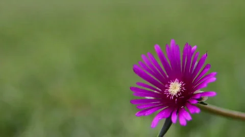 Flower 06 Stock Footage 795940