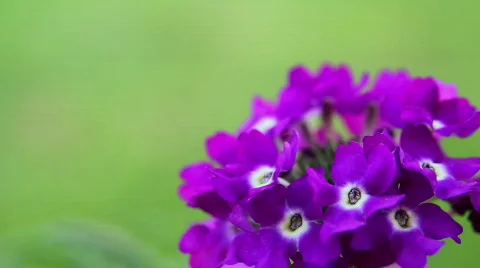 Flower 07 Video stock 795972