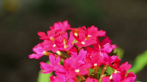Flower 08 Stock Footage 795974