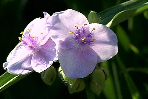 Flower 1 Stock Footage