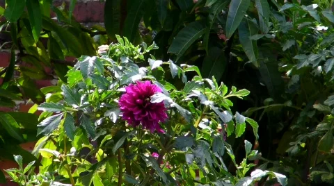 Flower 1 Stock Footage 491810