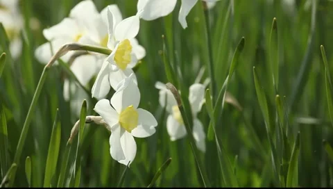 Flower-1 Stock-Footage 5501043