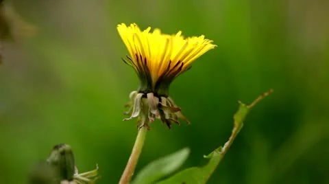 Flower #1 Video stock 10907387