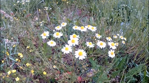 Flower 1 Video stock 108401051