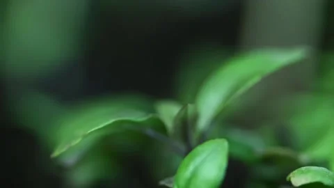 FLOWER 1 Stock-Footage 131231956