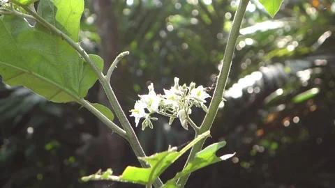 Flower 1 Vídeo Stock 210834997
