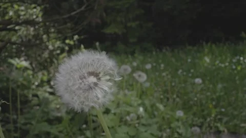 Flower 1 Stock Footage 241748468