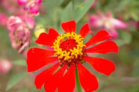 Flower 1 Foto stock