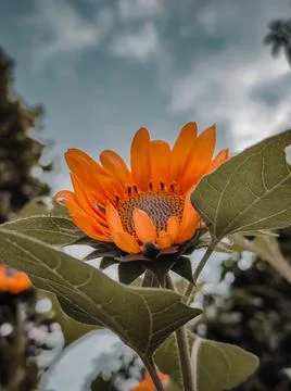 Flower #1 Stockfoto's