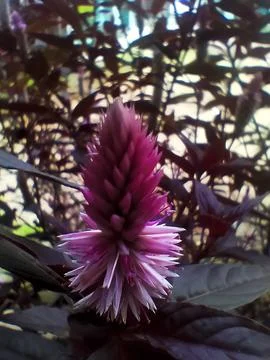 Flower 1 Stock Photos