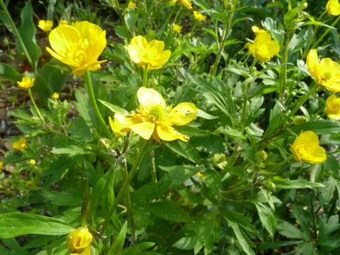 Flower 10 Stock Photos