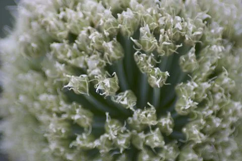 Flower (10) Stock Photos