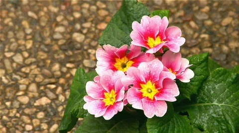 Flower 11 Stock Footage 342270