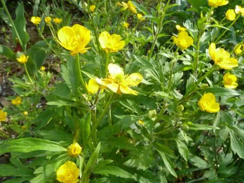 Flower 11 Stock Photos