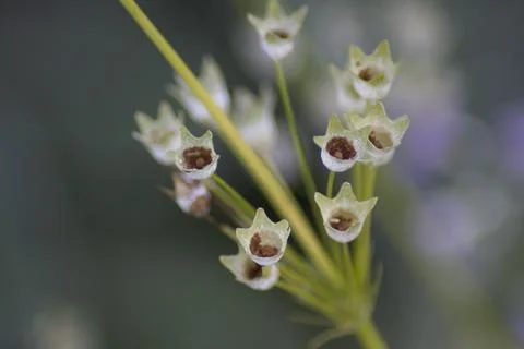 Flower (11) Stock Photos
