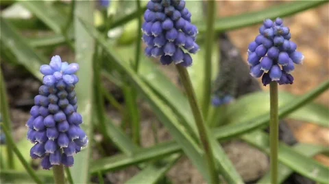 Flower 12 Stock Footage 342273