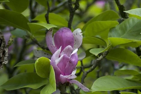 Flower (12) Stock Photos