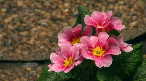 Flower 13 Stock-Footage 342276