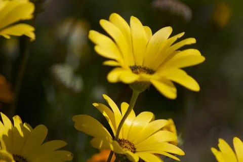 Flower (13) Stock Photos