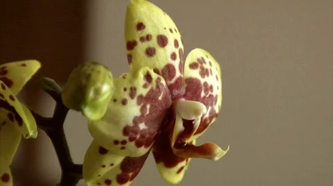 Flower 14 Stock Footage 342277