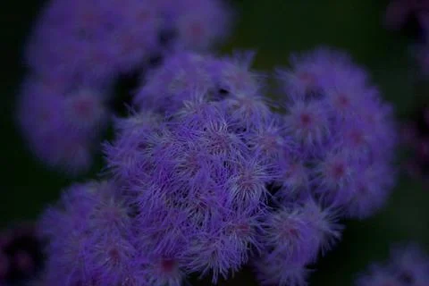 Flower (14) Stock Photos