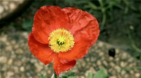 Flower 15 Stock Footage 342285