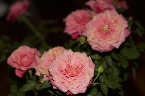 Flower (15) Stock Photos