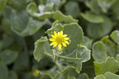 Flower (19) Stock Photos