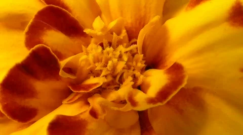 Flower 2 Stock Footage 492029