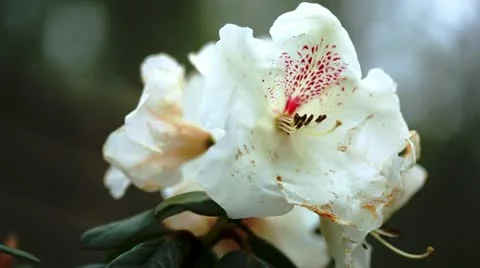 Flower #2 Video stock 10907525