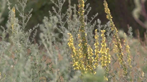 Flower 2 Vídeo Stock 25939178