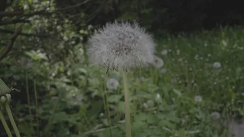 Flower 2 Stock Footage 241748502