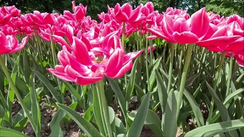 Flower 2 Stock Footage 275942132
