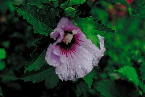 Flower 2 Stock Photos