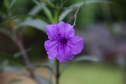 Flower-2 Stock Photos