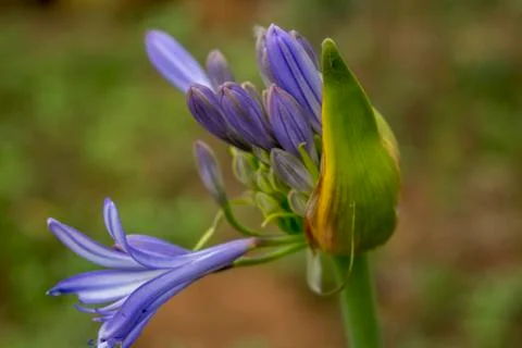 Flower 2 Foto stock