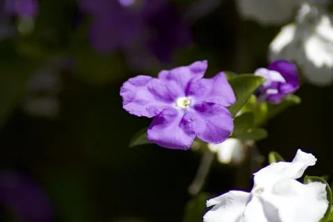 Flower (2) Stock Photos