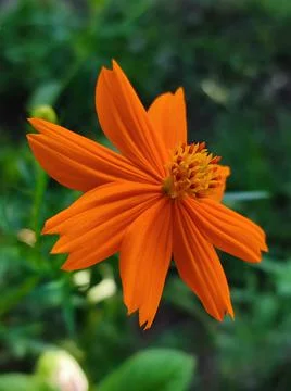 Flower #2 Stockfoto's