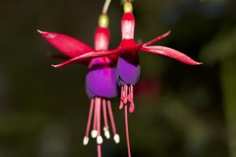 Flower (20) Stock Photos