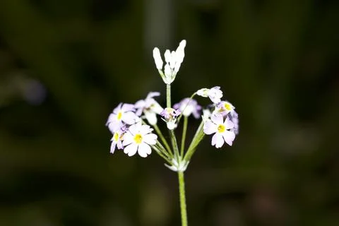 Flower (23) Stock Photos