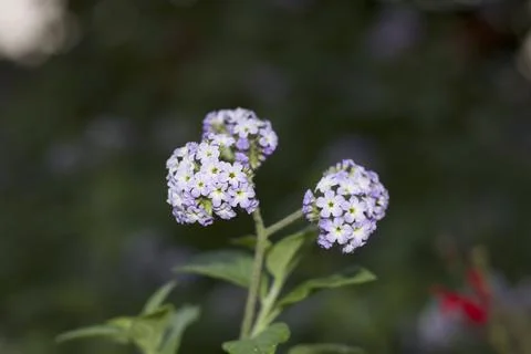 Flower (24) Stock Photos