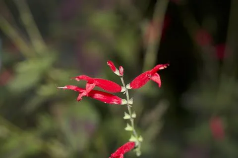 Flower (25) Stock Photos