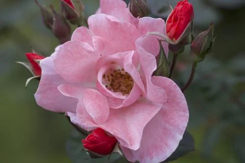 Flower (27) Stock Photos