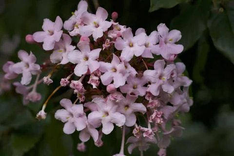 Flower (29) Stock Photos